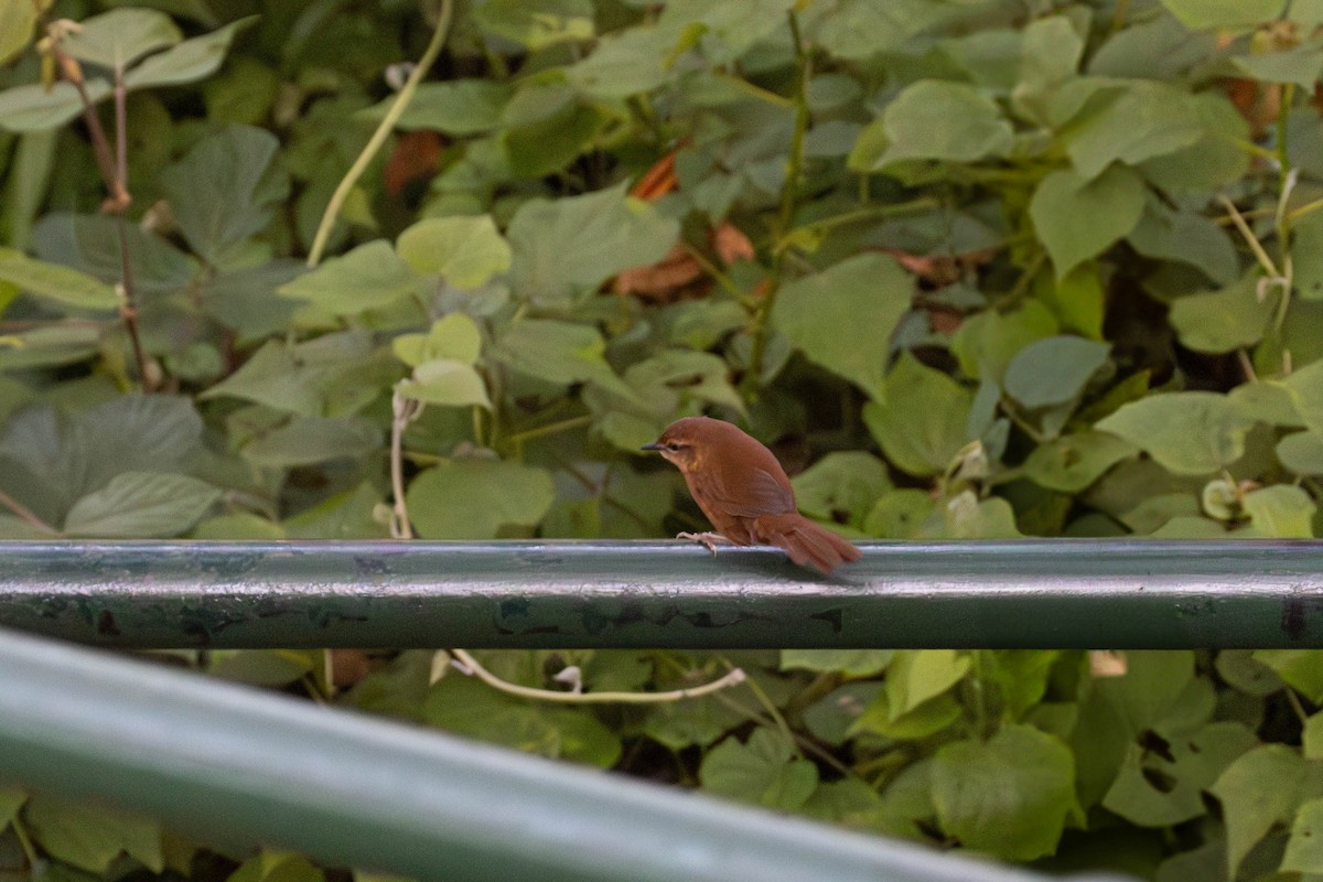Cinnamon Bracken-Warbler - ML638951420