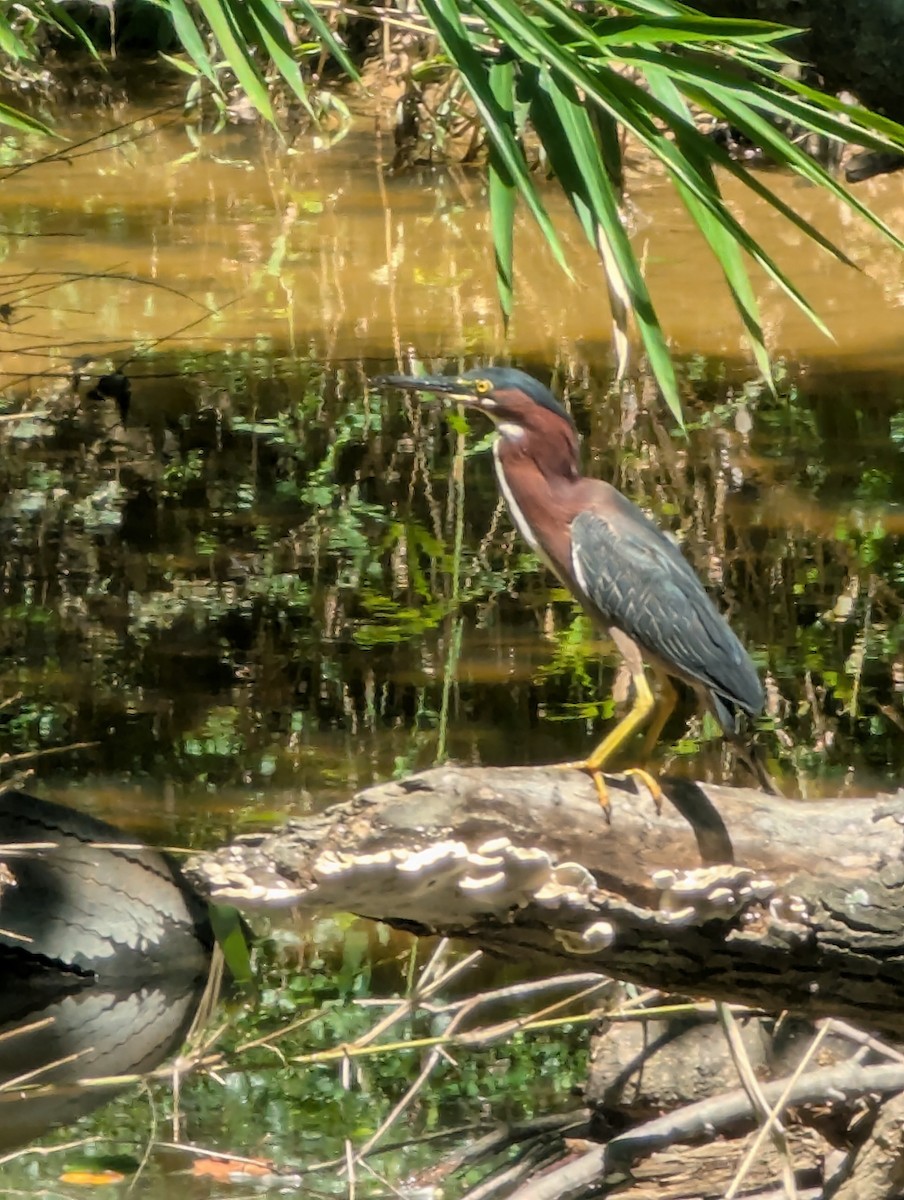 Green Heron - ML638951421