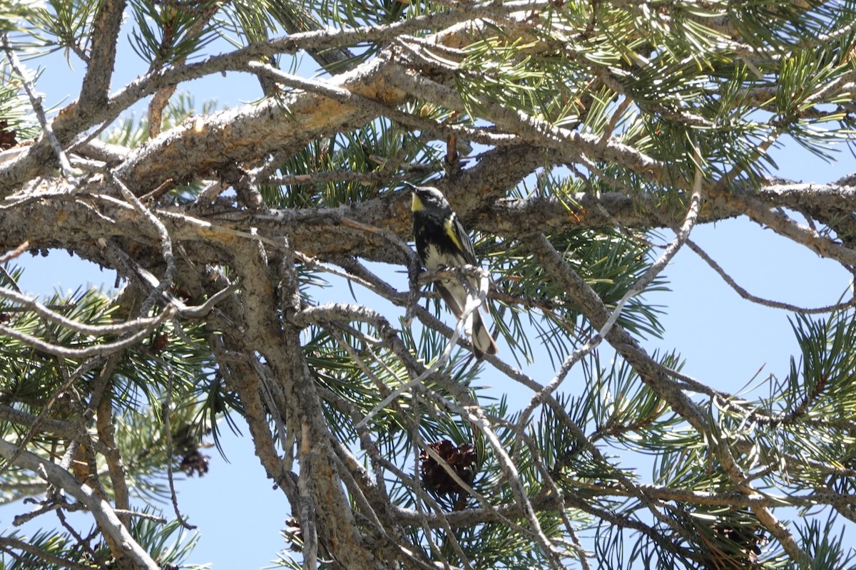 Yellow-rumped Warbler - ML638951424
