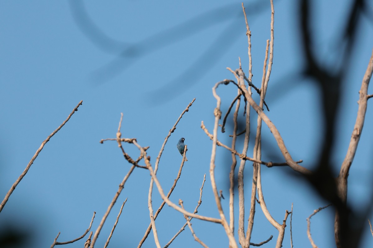 Indigo Bunting - ML638951434