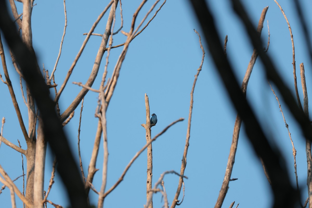 Indigo Bunting - ML638951435