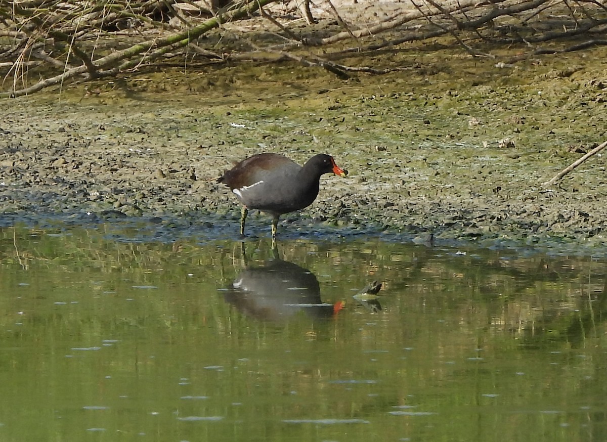 Gallinule d'Amérique - ML638951451