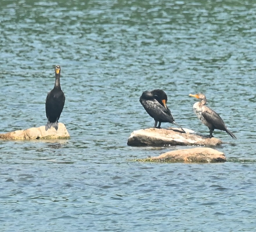 Kulaklı Karabatak - ML638951465
