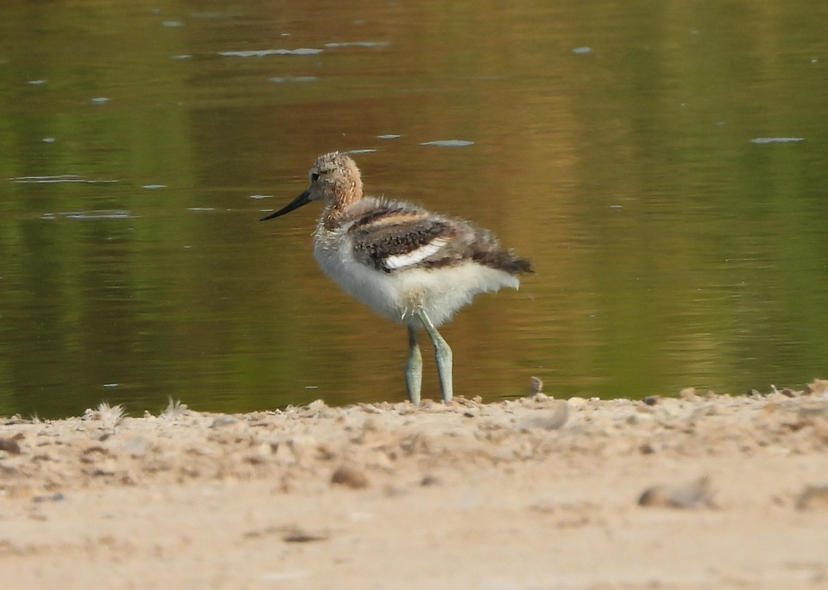 Avocette d'Amérique - ML638951471