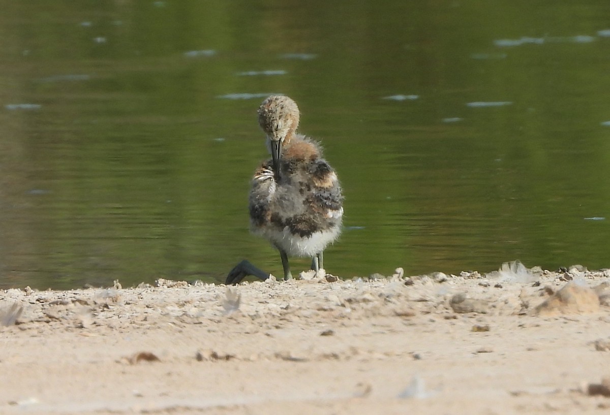 Avocette d'Amérique - ML638951472