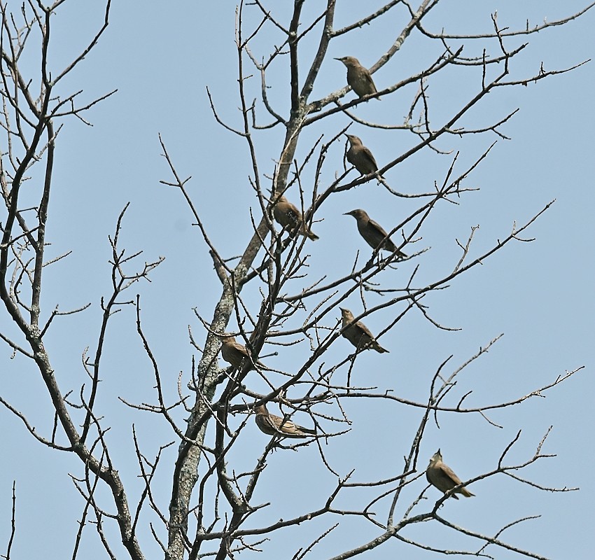 Sığırcık - ML638951476