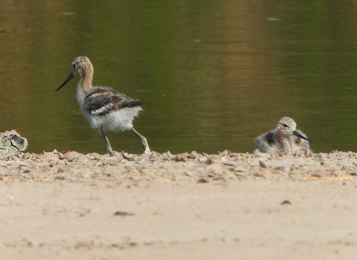 Avocette d'Amérique - ML638951498