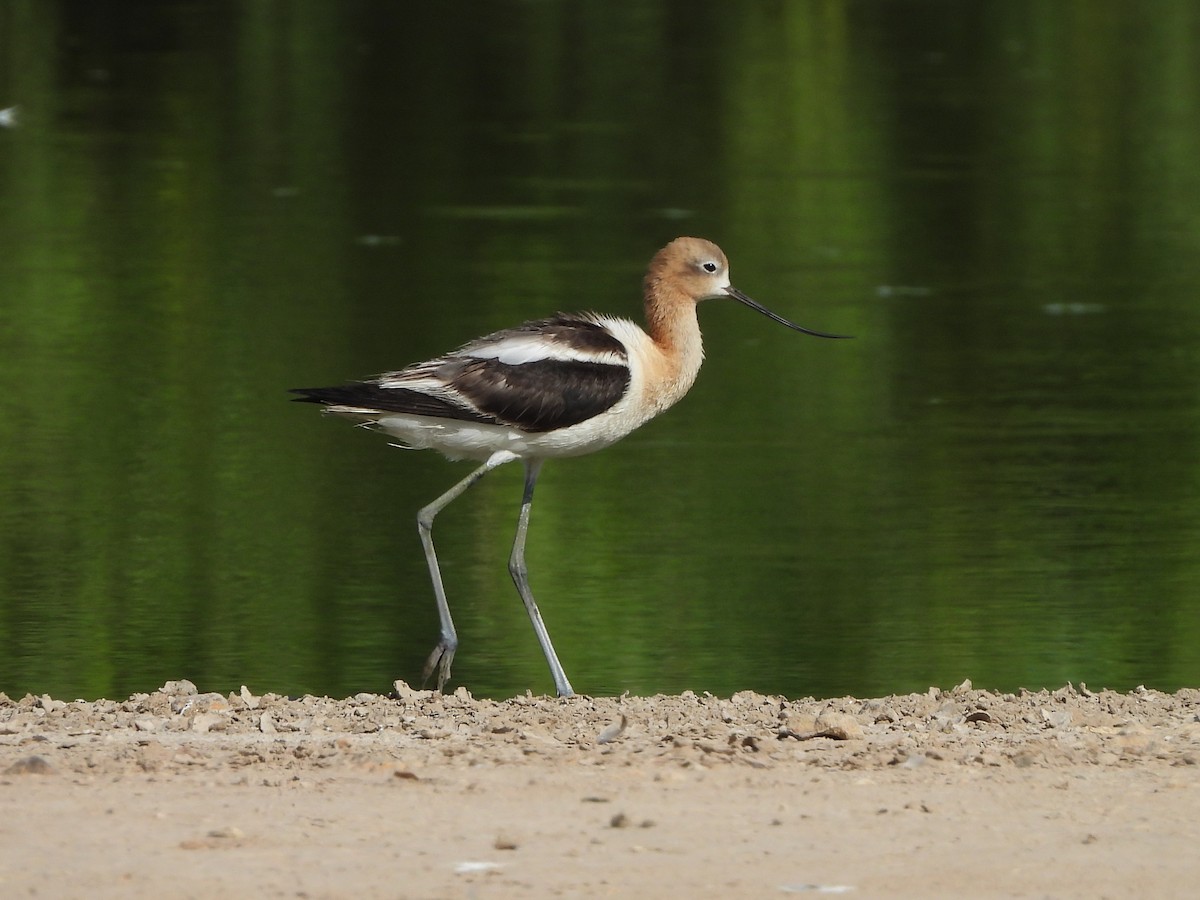 Avocette d'Amérique - ML638951499