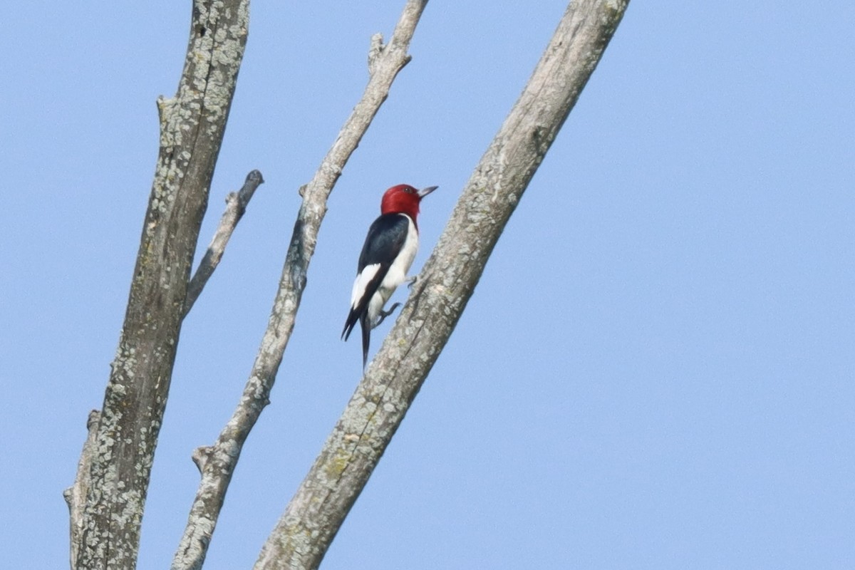 Red-headed Woodpecker - ML638951508