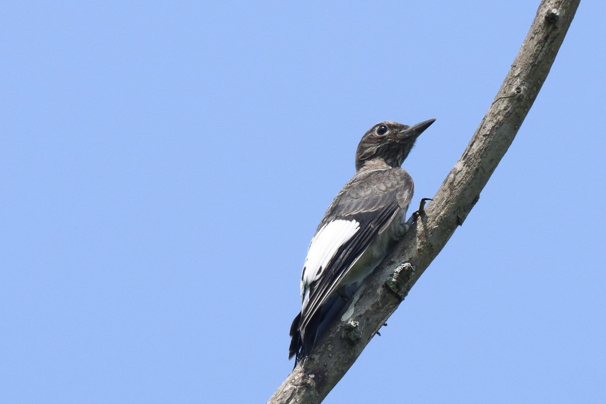 Red-headed Woodpecker - ML638951509