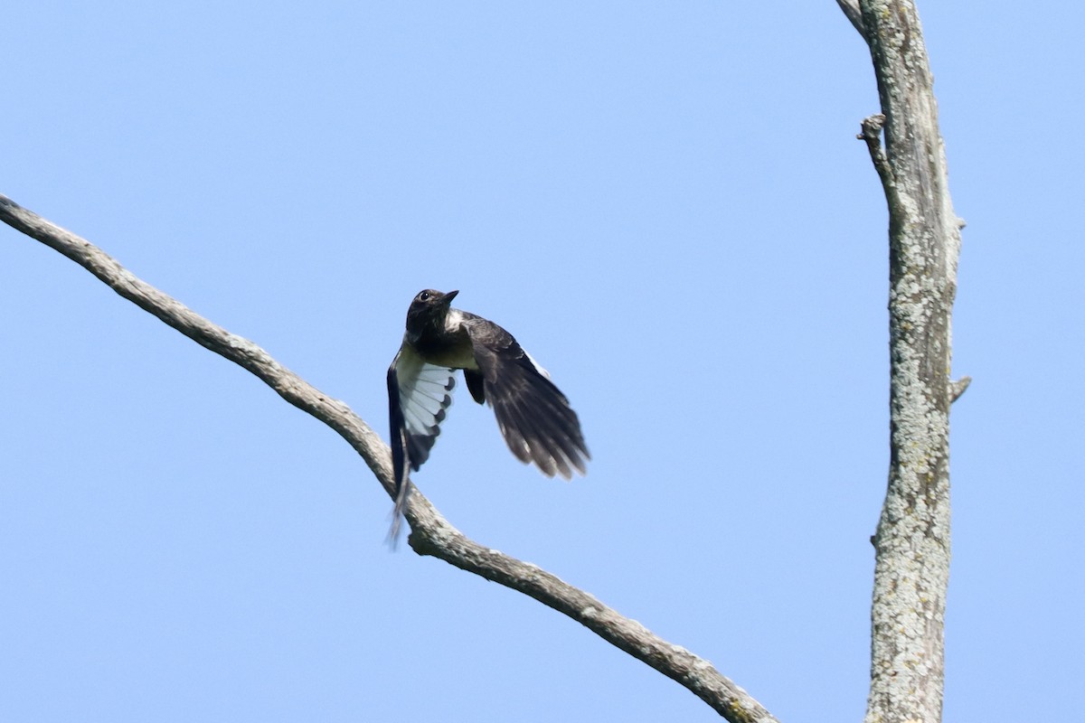 Red-headed Woodpecker - ML638951510