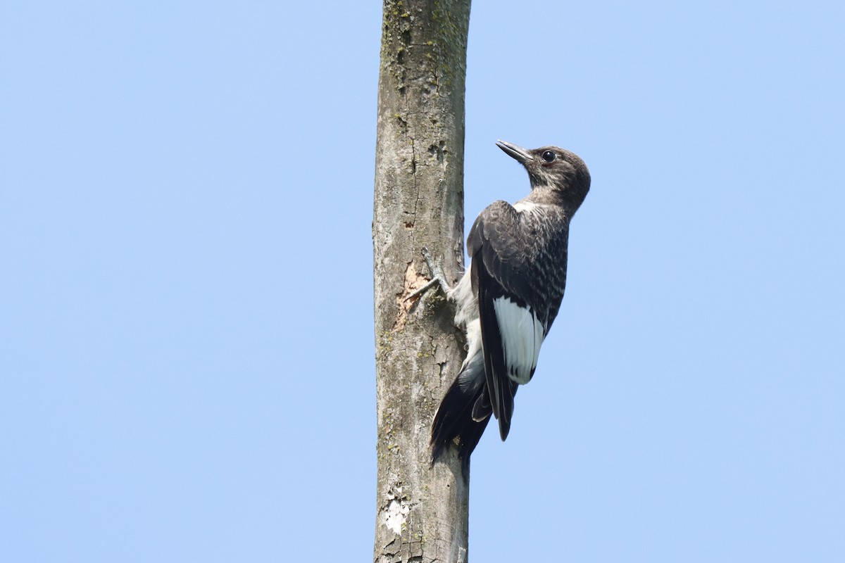 Red-headed Woodpecker - ML638951511