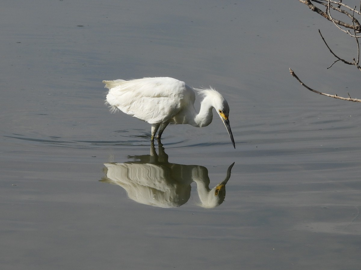 Aigrette neigeuse - ML638951515