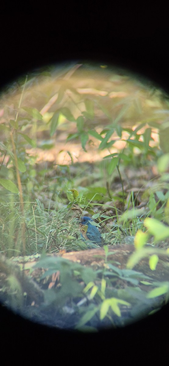Indigo Bunting - ML638951519