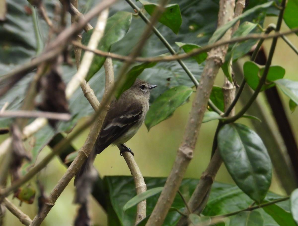 Olive-chested Flycatcher - ML638951525