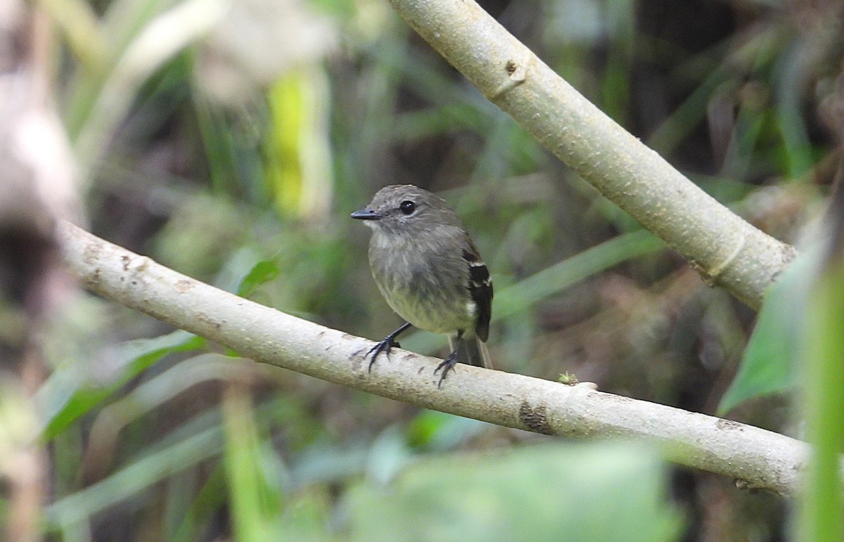 Olive-chested Flycatcher - ML638951526