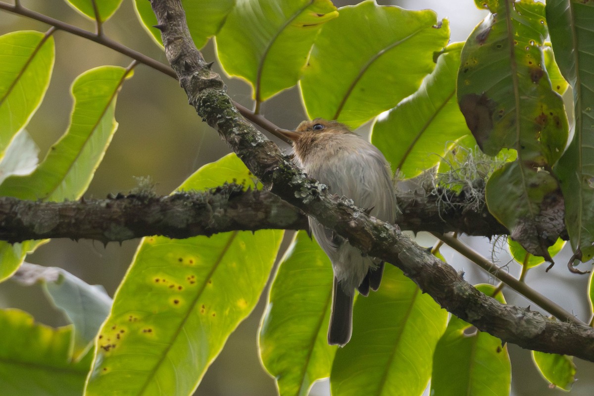 Red-faced Woodland-Warbler - ML638951530