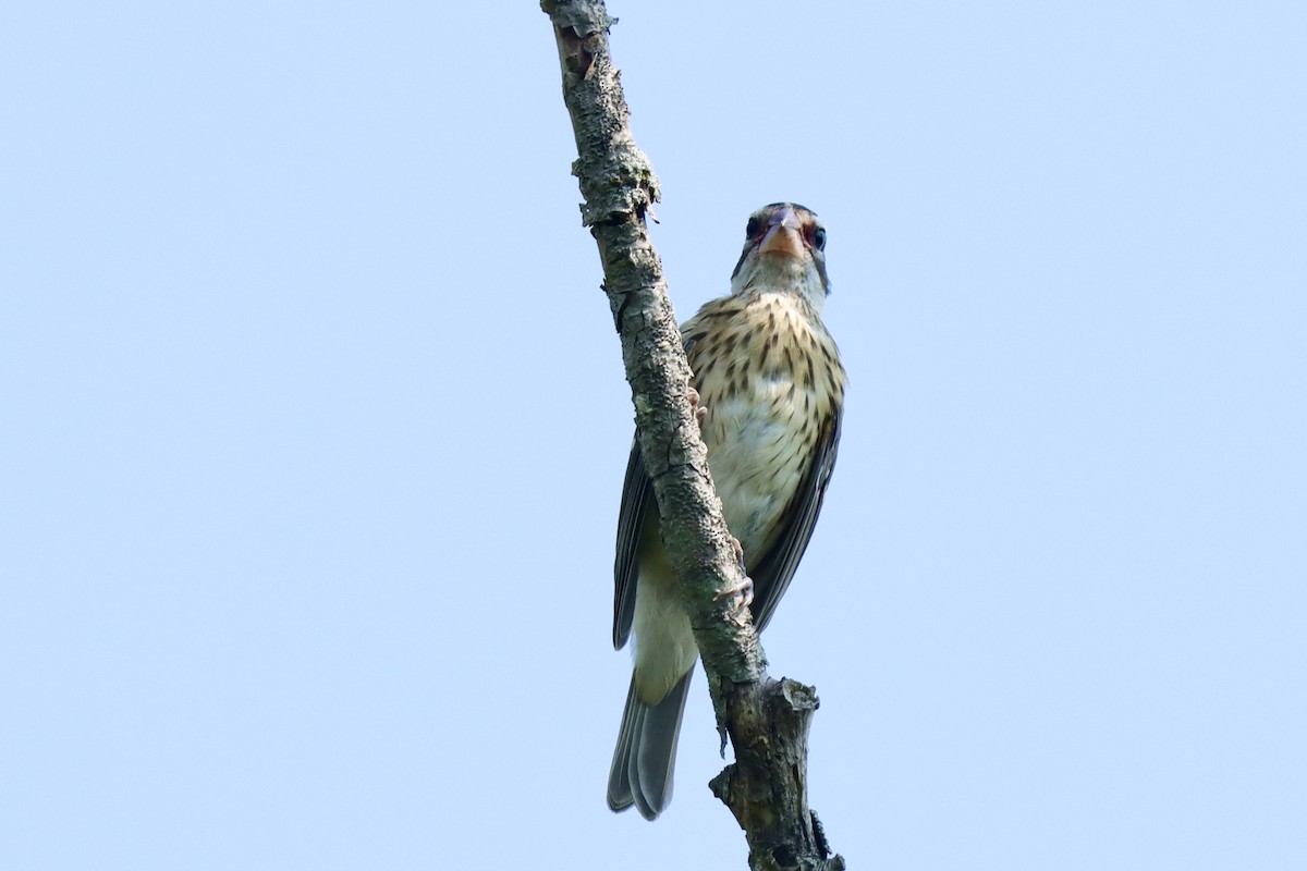 Rose-breasted Grosbeak - ML638951535