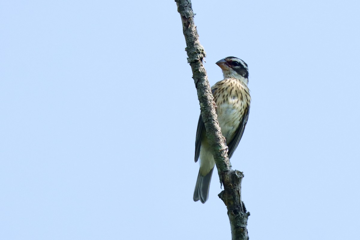 Rose-breasted Grosbeak - ML638951536