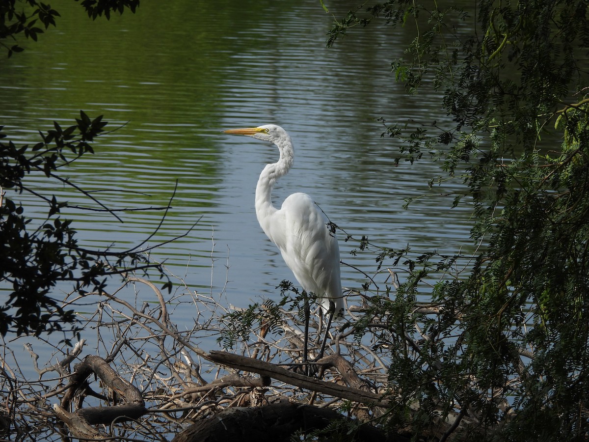 Grande Aigrette - ML638951538