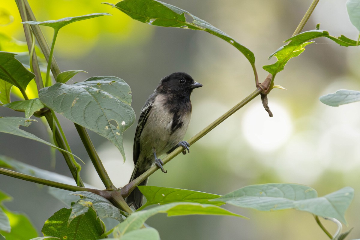 Stripe-breasted Tit - ML638951550
