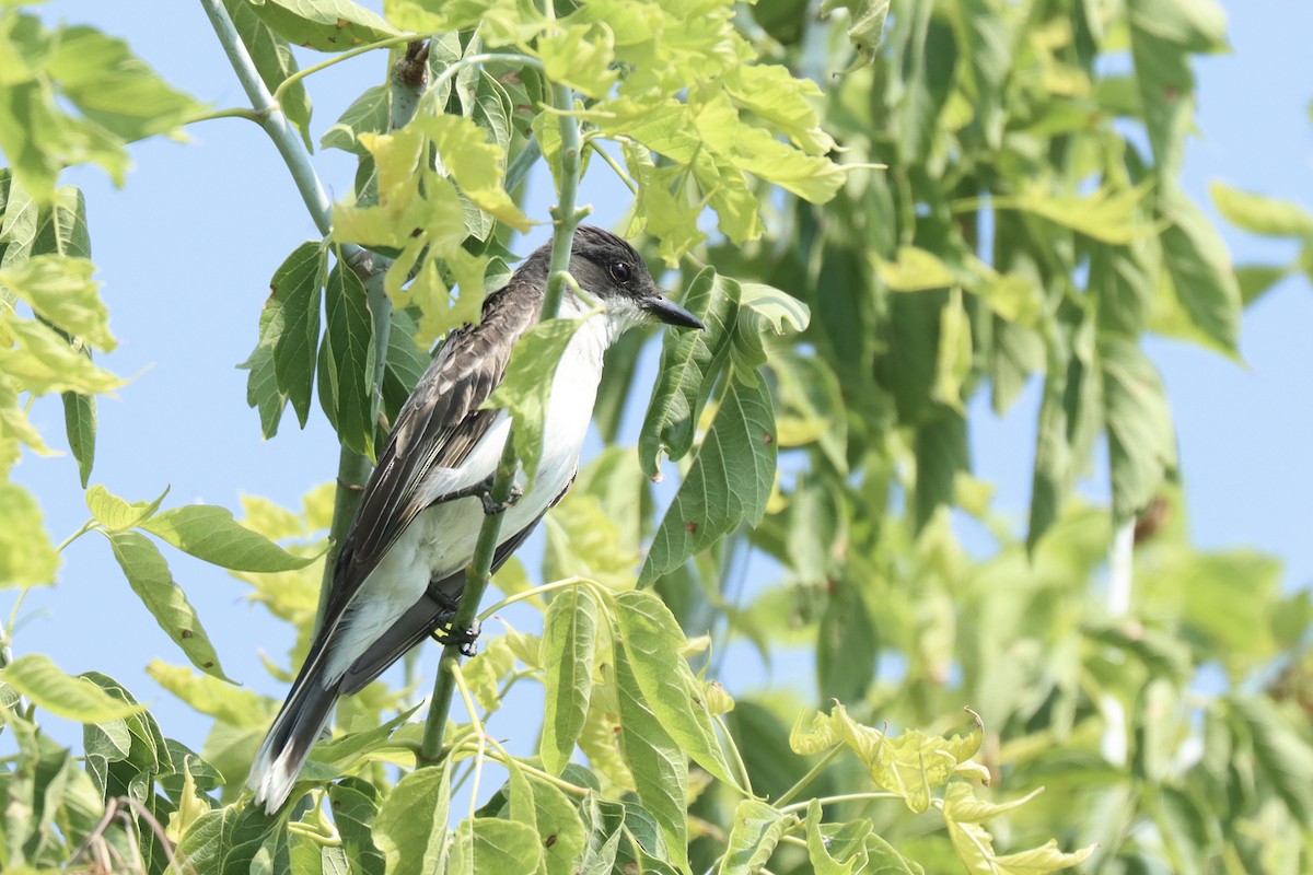 Eastern Kingbird - ML638951552