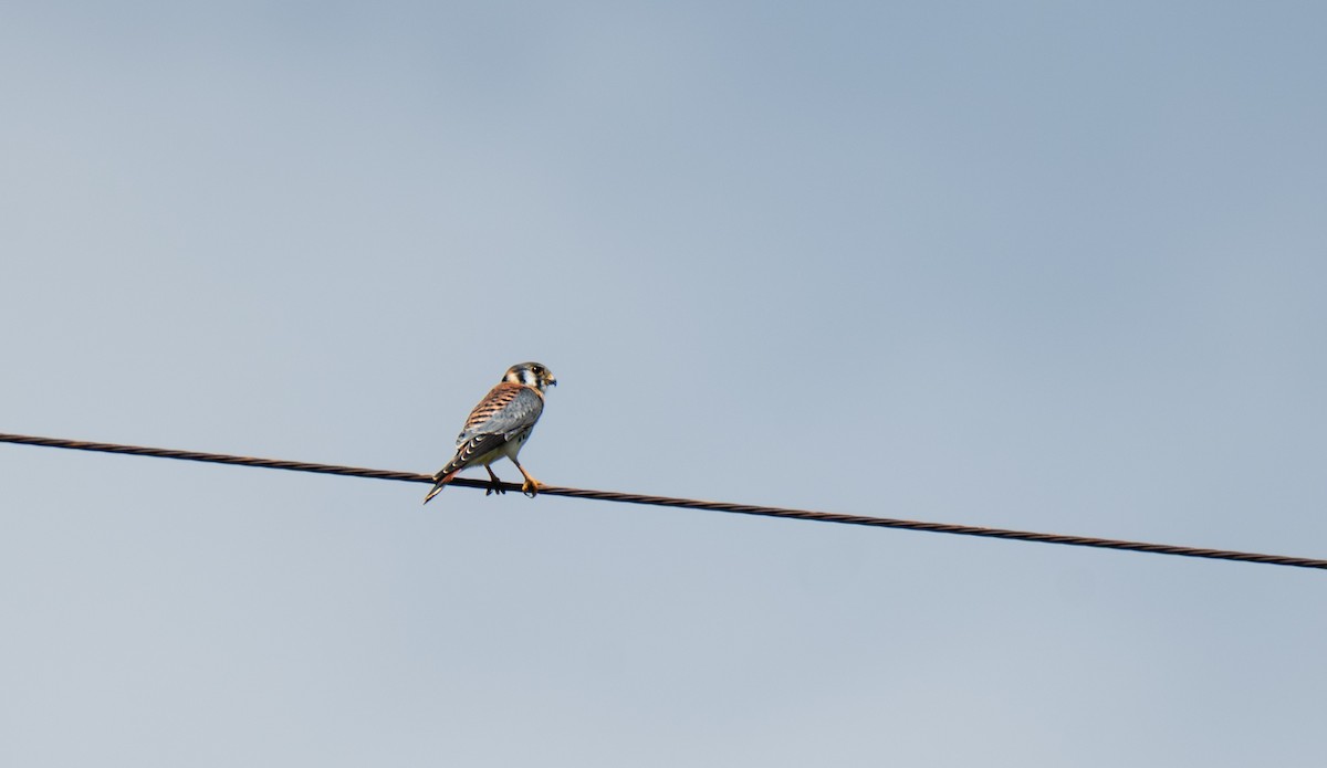 American Kestrel - ML638951556