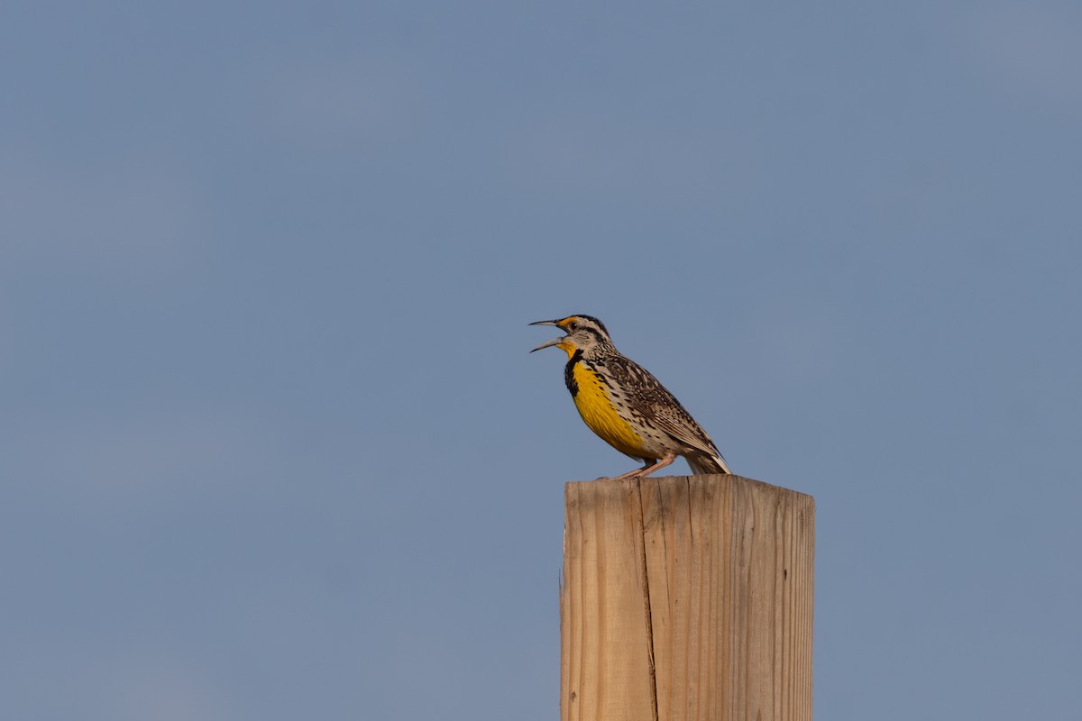 Eastern Meadowlark - ML638951576
