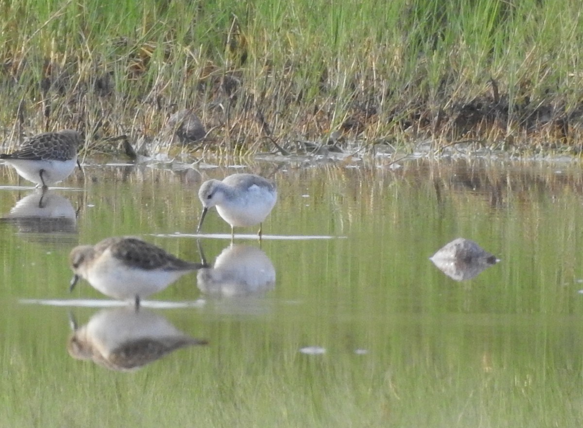 Wilson's Phalarope - ML638951599