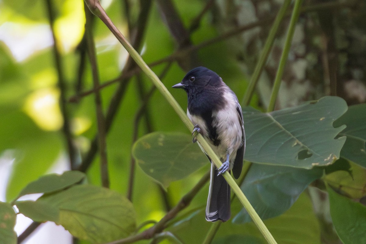 Stripe-breasted Tit - ML638951603