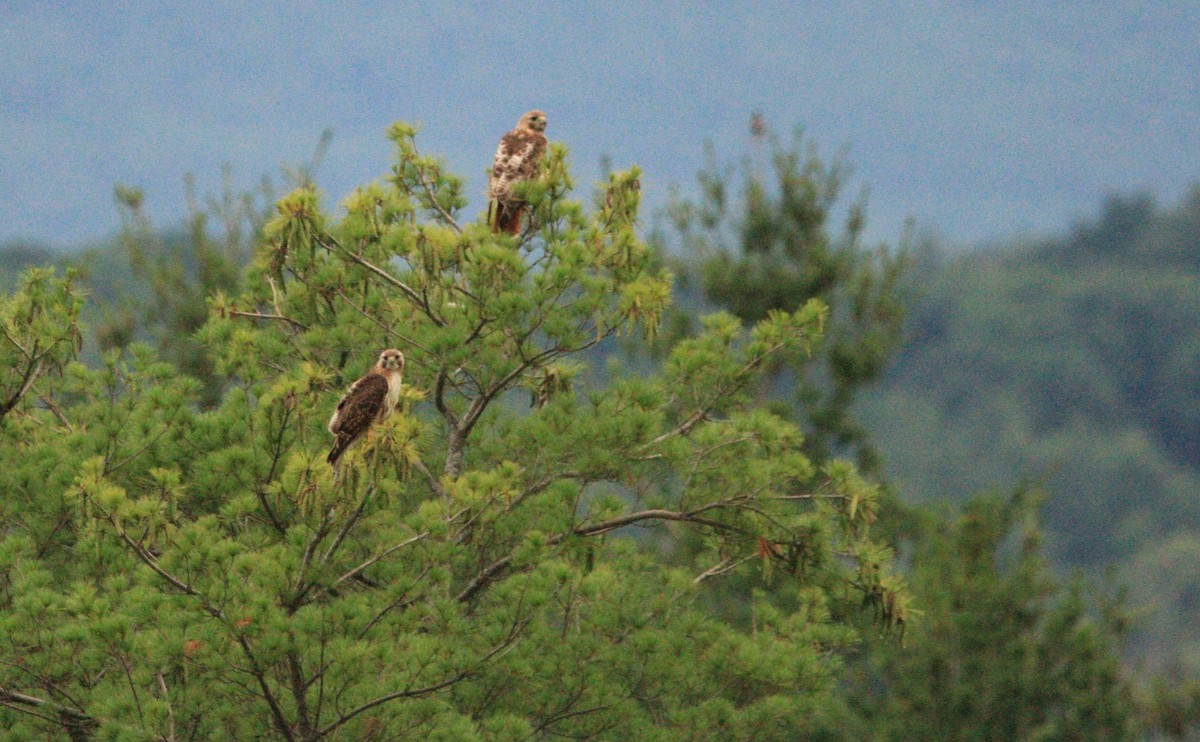 Red-tailed Hawk - ML638951609
