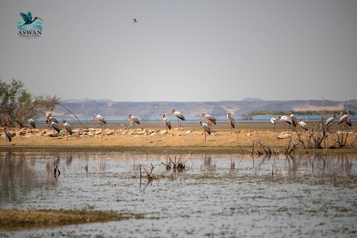 Yellow-billed Stork - ML638951627