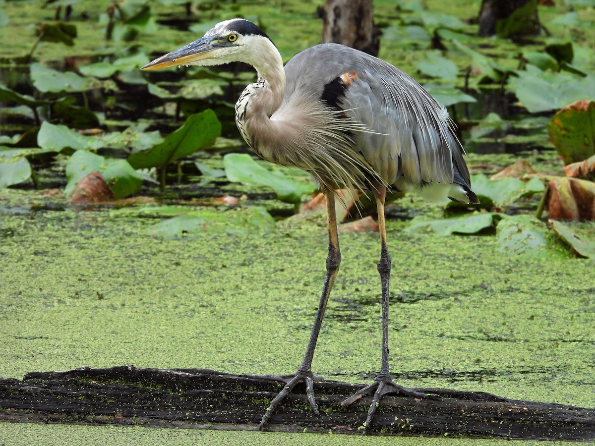 Great Blue Heron - ML638951660