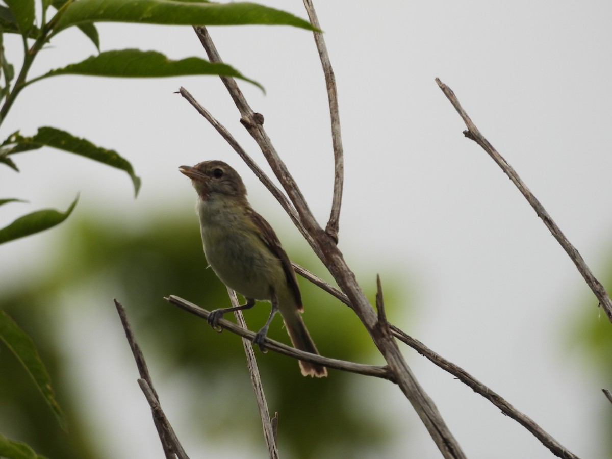 krattvireo - ML638951686