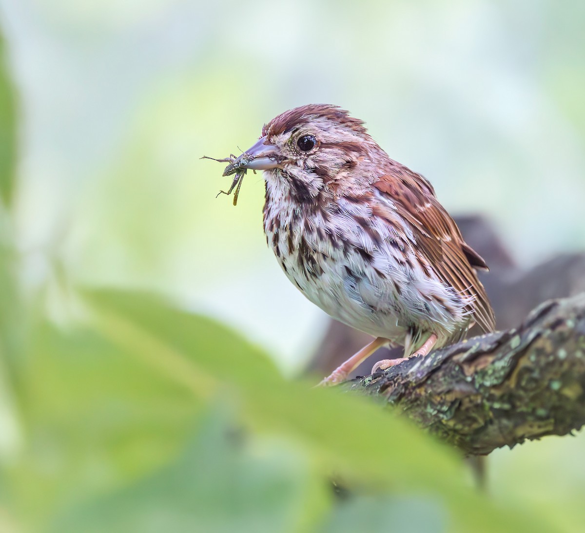 Song Sparrow - ML638951697