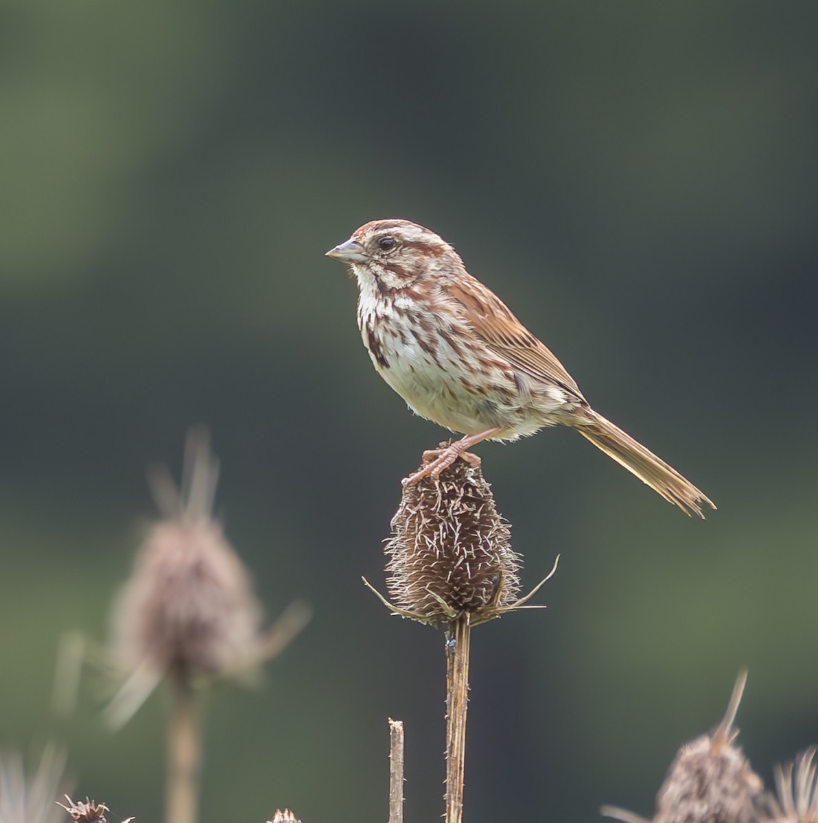 Song Sparrow - ML638951698
