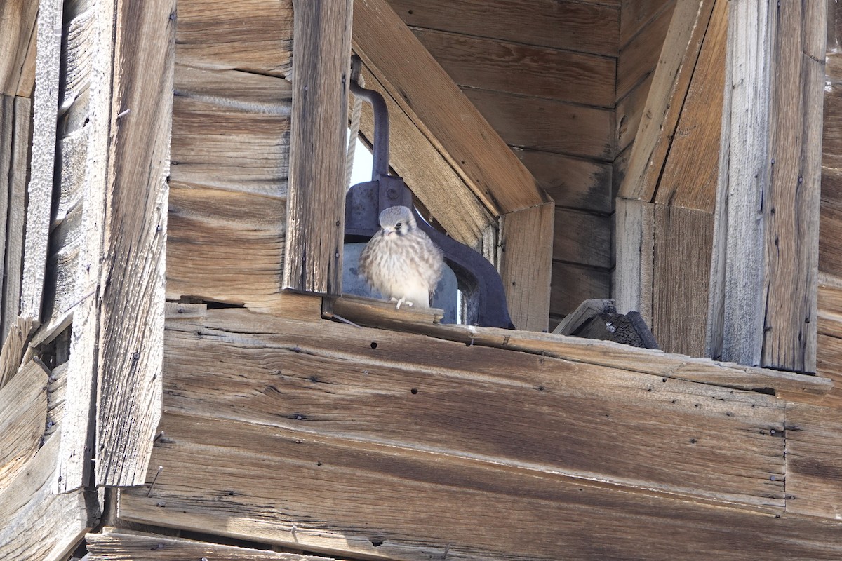 American Kestrel - ML638951706