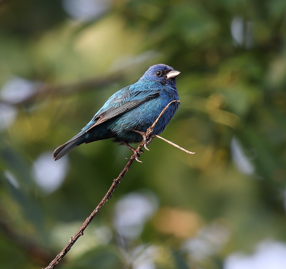 Indigo Bunting - ML638951713