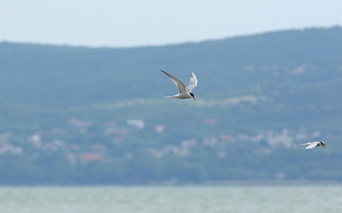 Common Tern - ML638951715
