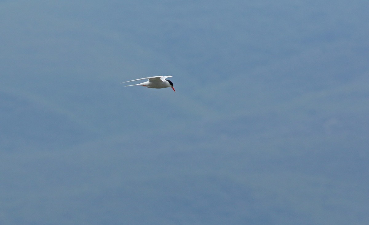 Common Tern - ML638951721