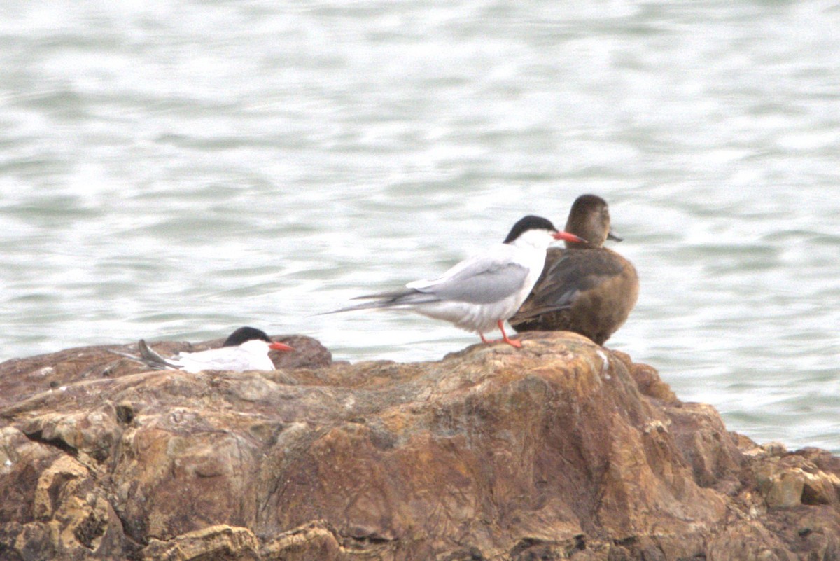 Common Tern - ML638951723