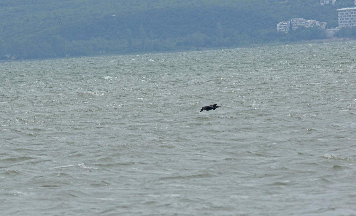 Cormorán Grande - ML638951727