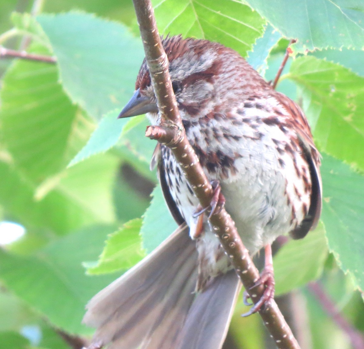 Song Sparrow - ML638951728