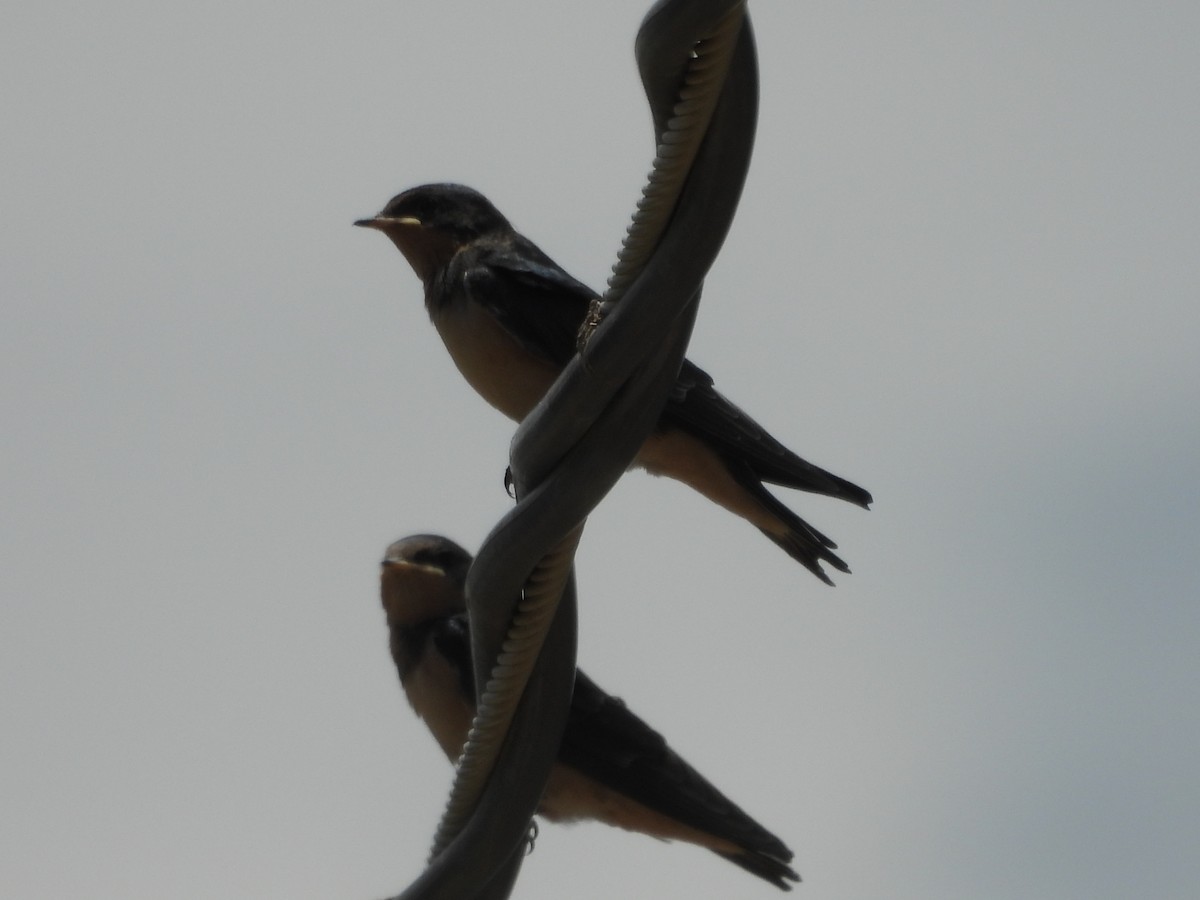 Golondrina Común - ML638951730