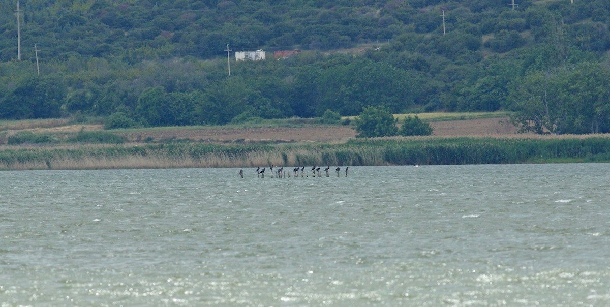 Cormorán Grande - ML638951750