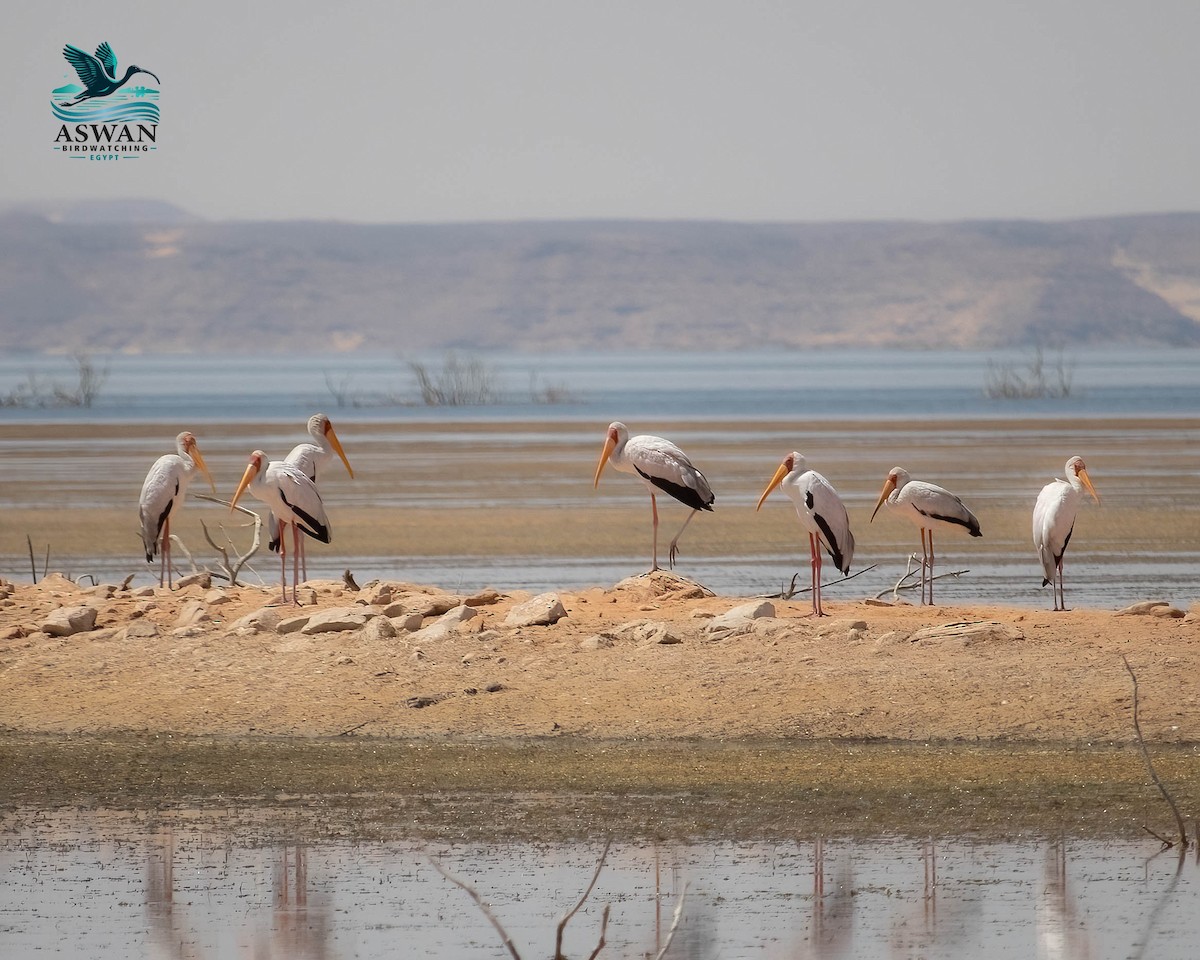 Yellow-billed Stork - ML638951788