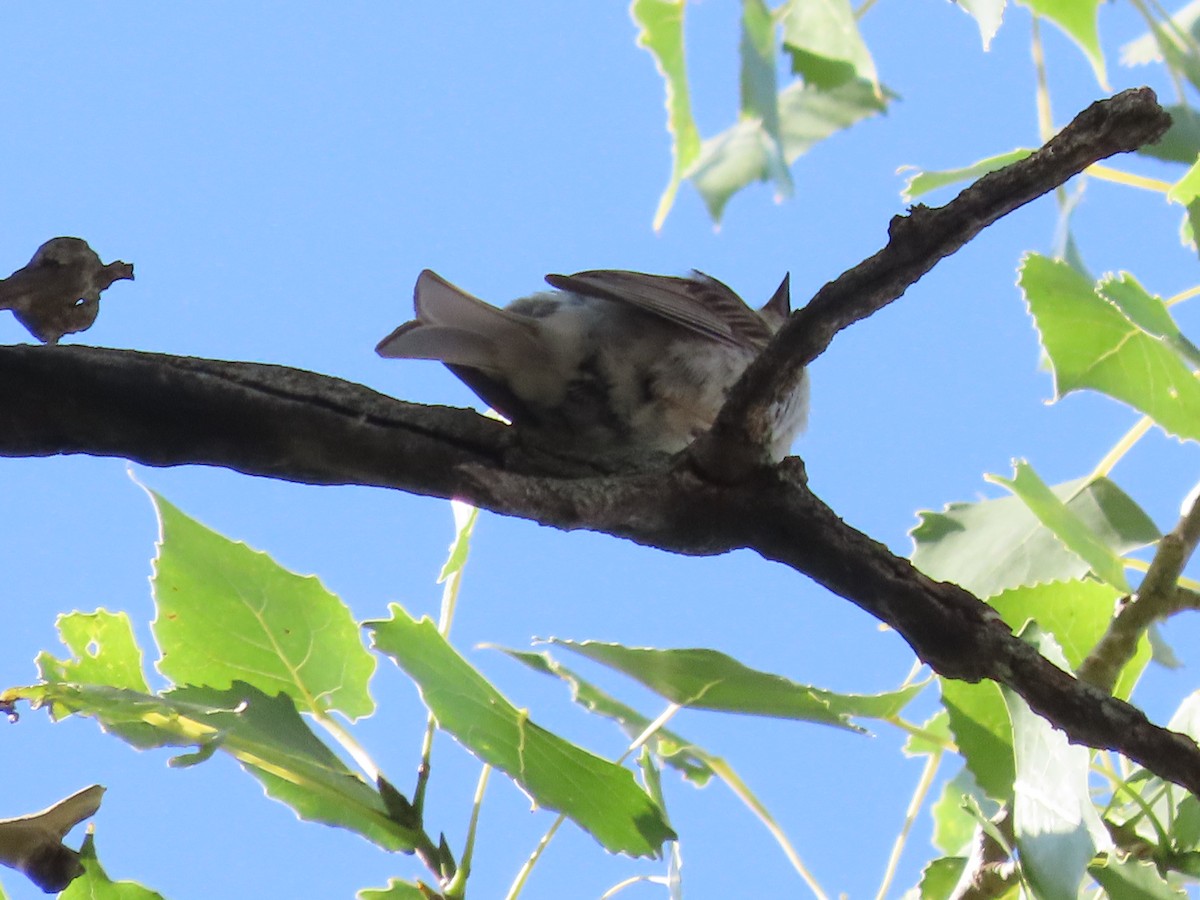 Chipping Sparrow - ML638951806