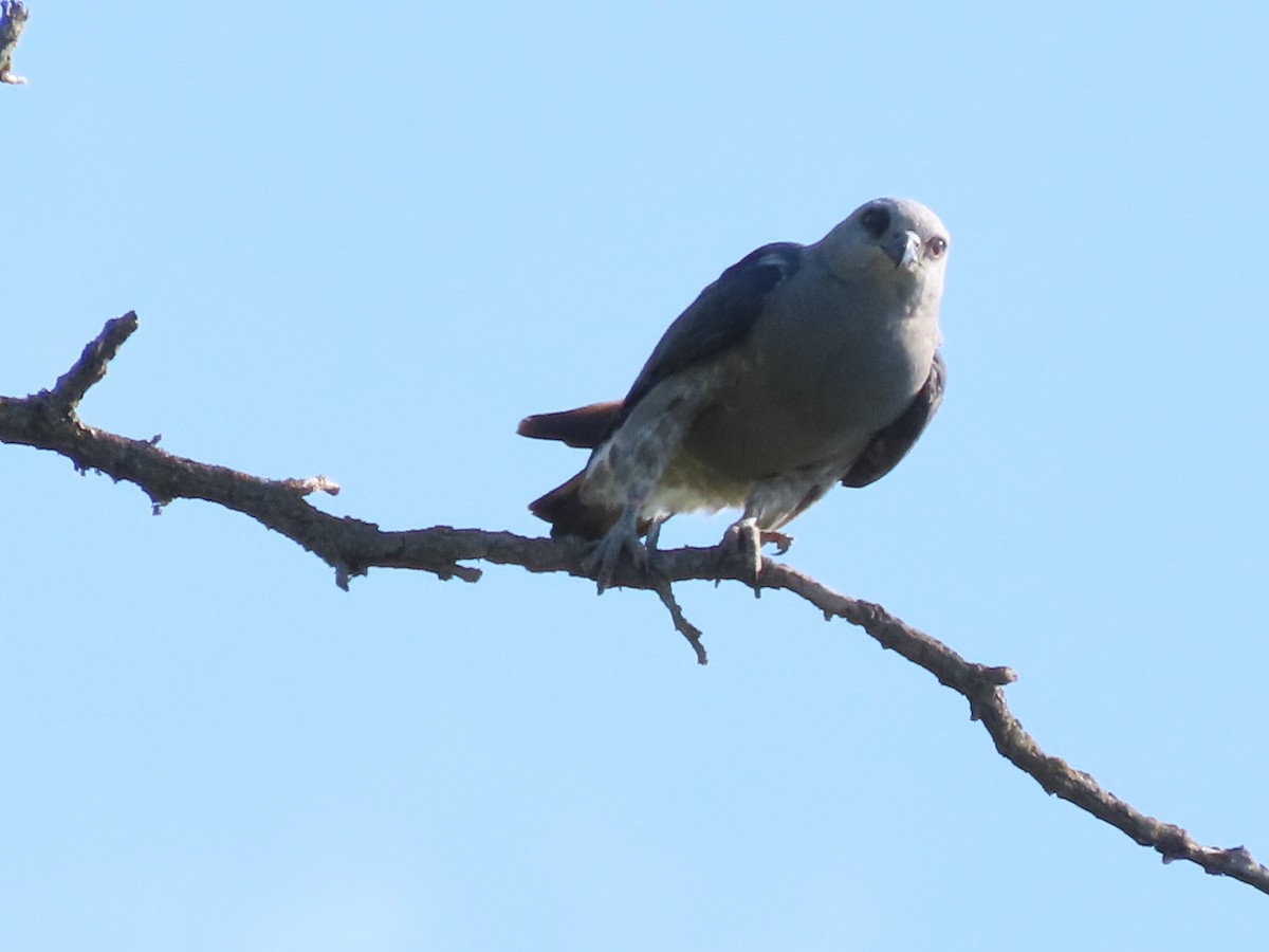 Mississippi Kite - ML638951813
