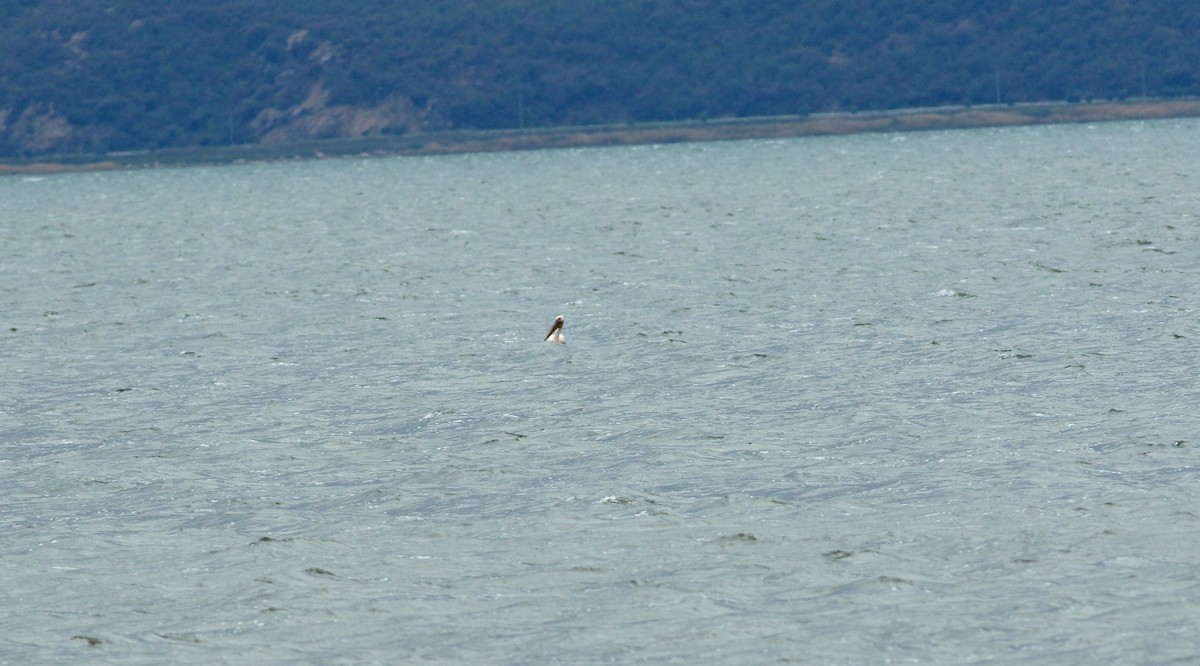 Great White Pelican - ML638951827
