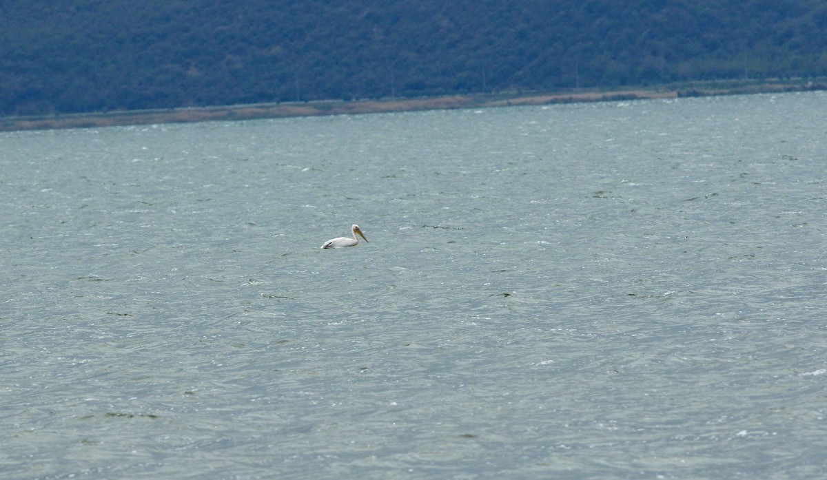 Great White Pelican - ML638951829